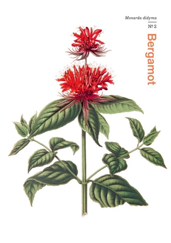 LIVRO HERBAL HANDBOOK: 50 PROFILES IN WORDS AND ART FROM THE RARE BOOK COLLECTIONS OF THE NEW YORK BOTANICAL GARDEN