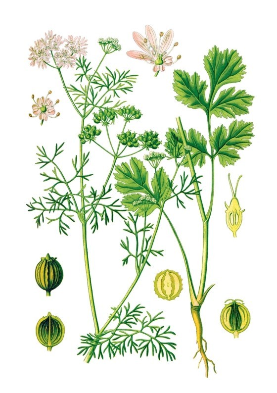 LIVRO HERBAL HANDBOOK: 50 PROFILES IN WORDS AND ART FROM THE RARE BOOK COLLECTIONS OF THE NEW YORK BOTANICAL GARDEN